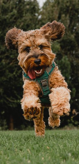 [2436x1125]草地 宠物狗 奔跑 可爱 苹果手机壁纸图片