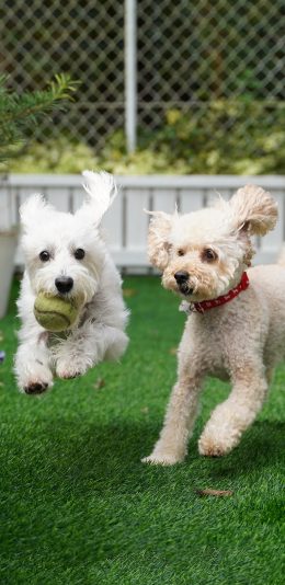 [2436x1125]草地 宠物狗 奔跑 玩耍 可爱 苹果手机壁纸图片