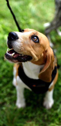 [2436x1125]草地 宠物狗 比格犬 幼犬 苹果手机壁纸图片