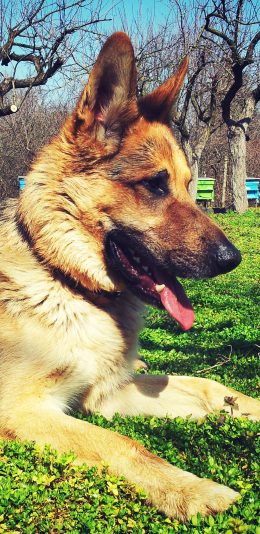 [2436x1125]草地 宠物狗 汪星人 狼狗 幼崽 苹果手机壁纸图片