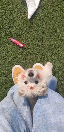 [2436x1125]草地 宠物狗 汪星人 腮红 可爱 苹果手机壁纸图片