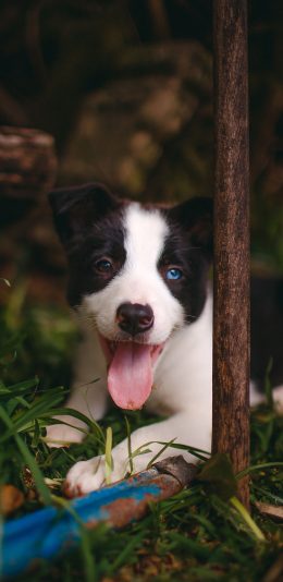 [2436x1125]草地 宠物狗 牧羊犬 幼崽 苹果手机壁纸图片