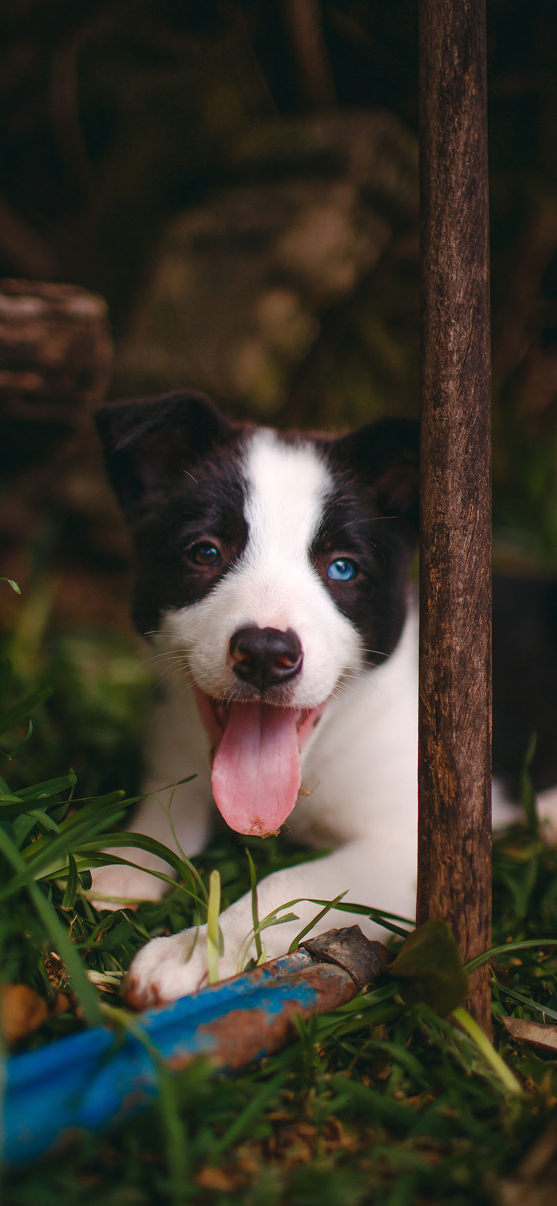 [2436×1125]草地 宠物狗 牧羊犬 幼崽 苹果手机壁纸图片