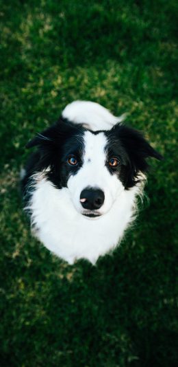 [2436x1125]草地 宠物狗 牧羊犬 黑白 苹果手机壁纸图片