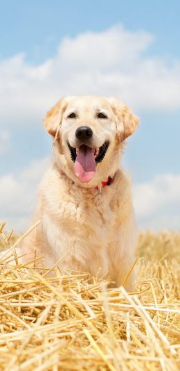[2436x1125]草地 宠物狗 金毛犬 可爱 苹果手机壁纸图片