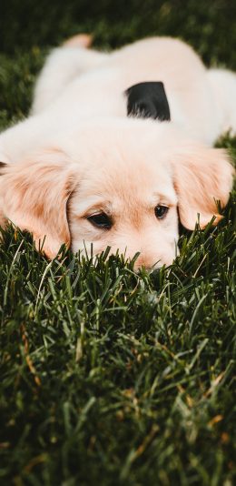 [2436x1125]草地 宠物狗 金毛犬 幼犬 苹果手机壁纸图片