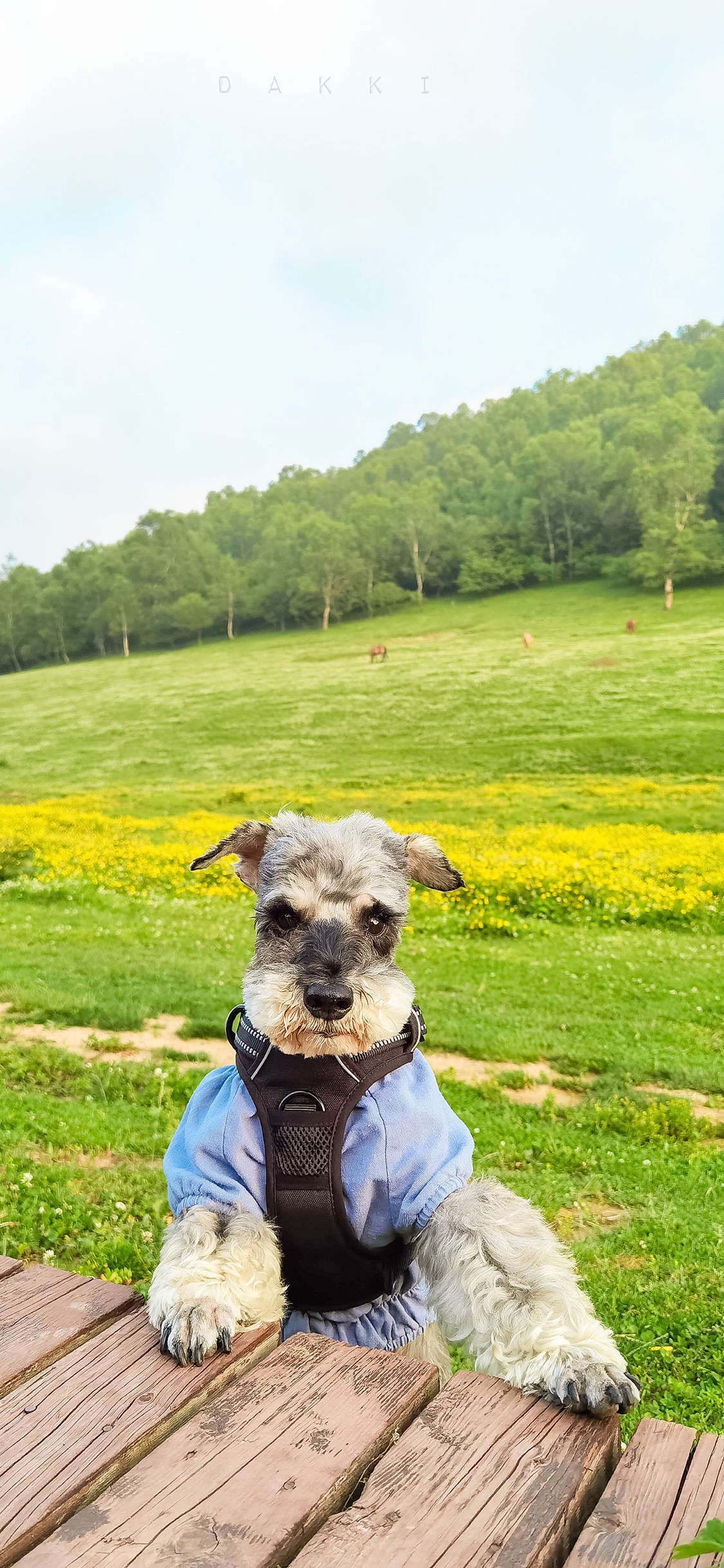 [2436×1125]草地 宠物狗 雪纳瑞 可爱 苹果手机壁纸图片