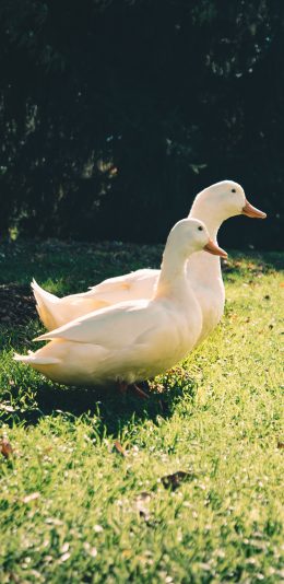 [2436x1125]草地 家禽 鸭子 白色 苹果手机壁纸图片