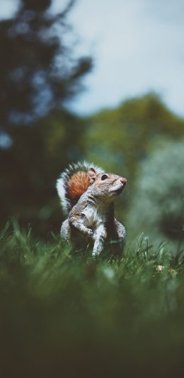 [2436x1125]草地 小松鼠 可爱 觅食 苹果手机壁纸图片