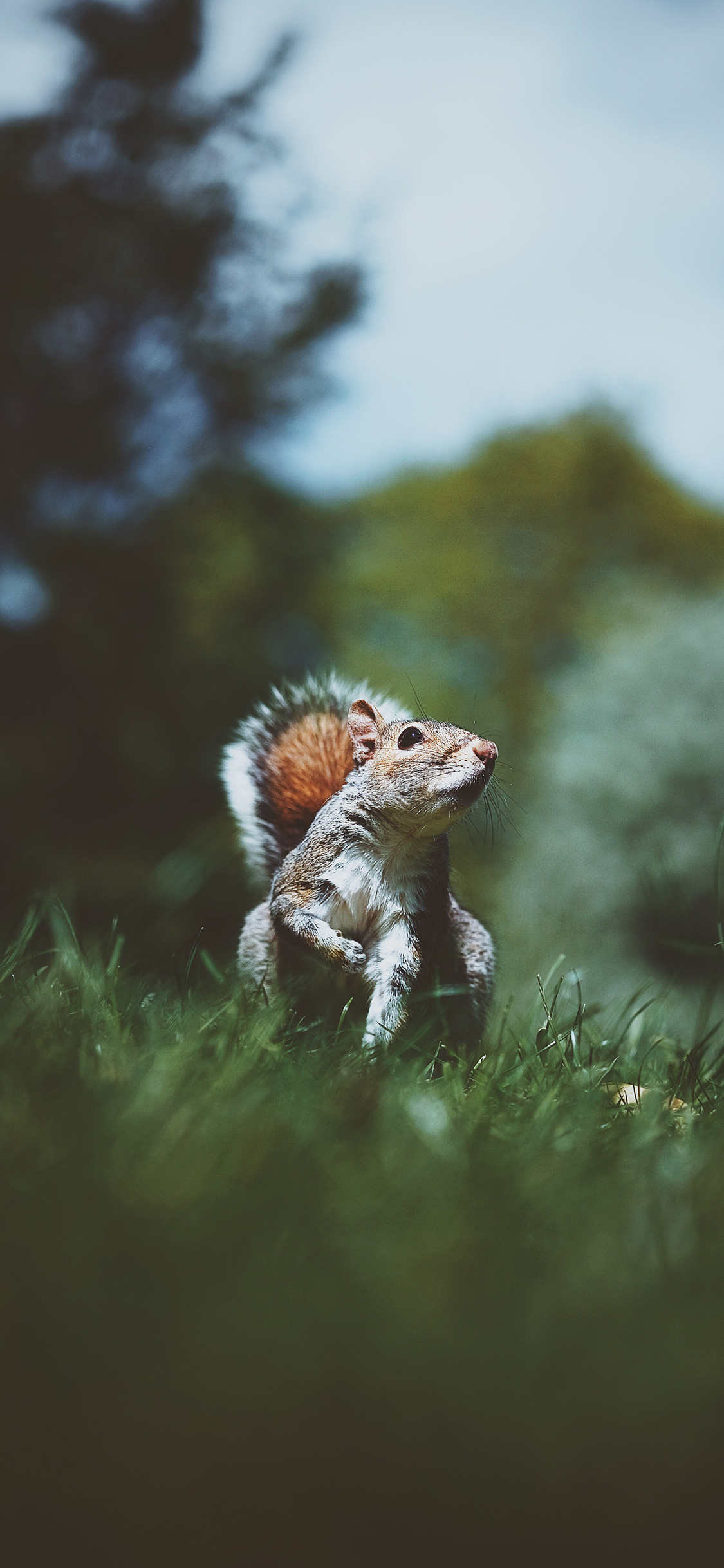 [2436×1125]草地 小松鼠 可爱 觅食 苹果手机壁纸图片