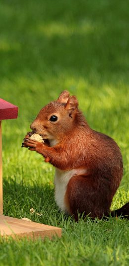[2436x1125]草地 小松鼠 吃花生 进食 苹果手机壁纸图片