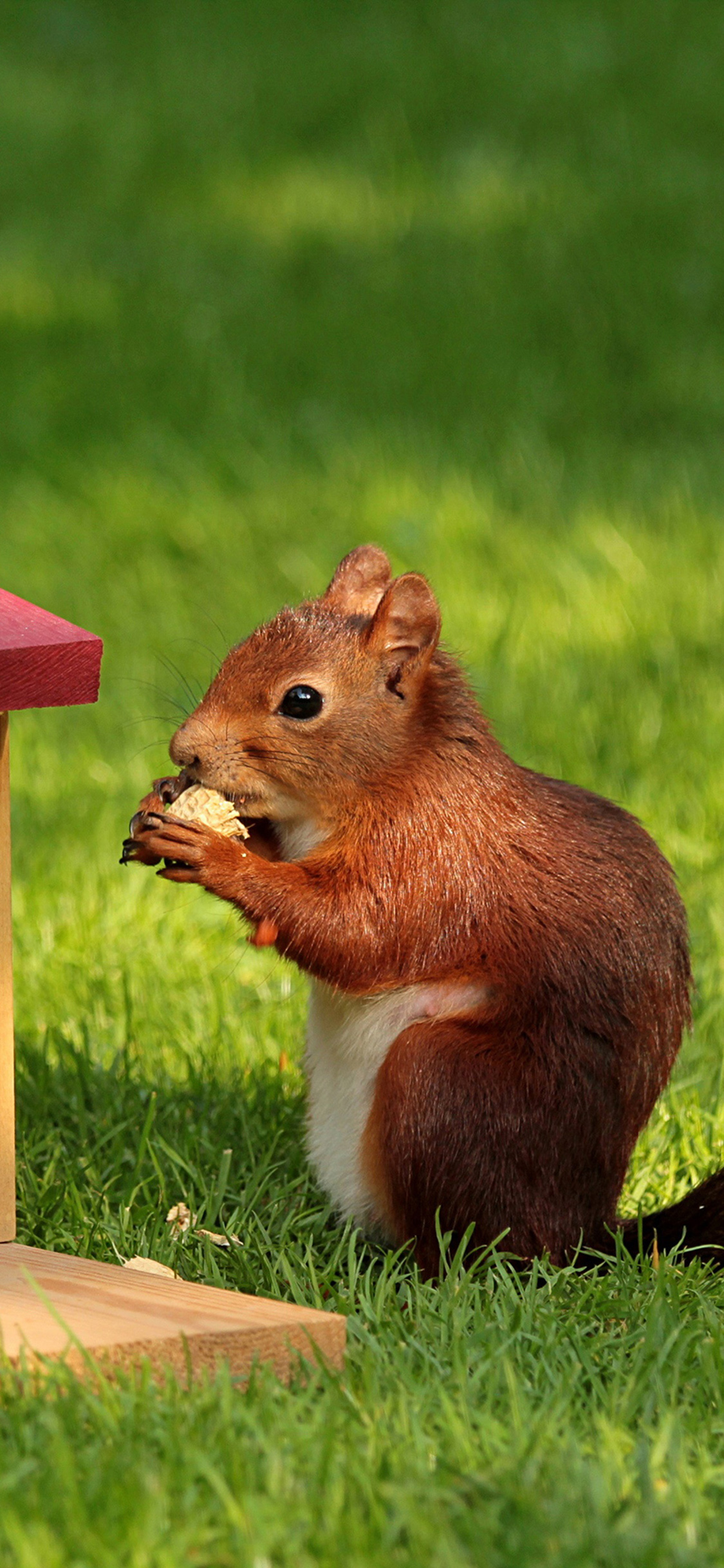 [2436×1125]草地 小松鼠 吃花生 进食 苹果手机壁纸图片