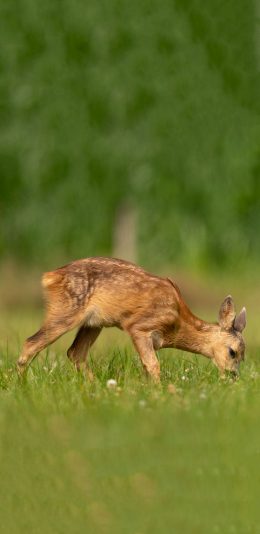 [2436x1125]草地 小梅花鹿 进食 可爱 苹果手机壁纸图片