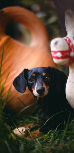 [2436x1125]草地 小狗 宠物狗 猎犬 幼崽 苹果手机壁纸图片