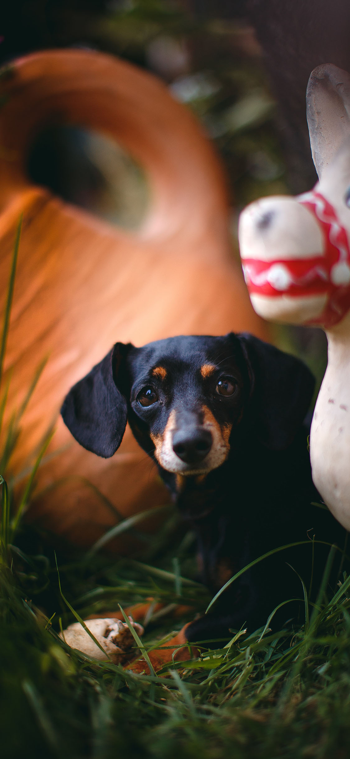 [2436×1125]草地 小狗 宠物狗 猎犬 幼崽 苹果手机壁纸图片