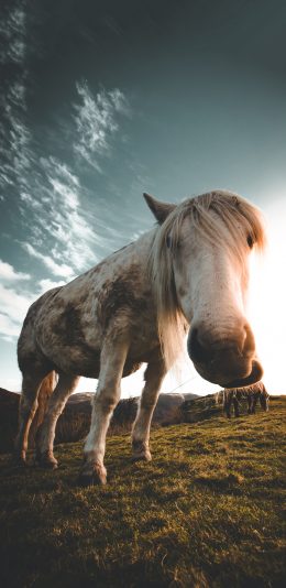 [2436x1125]草地 小马驹 牲畜 食草 苹果手机壁纸图片