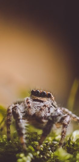 [2436x1125]草地 昆虫 蜘蛛 八脚 爬行 苹果手机壁纸图片