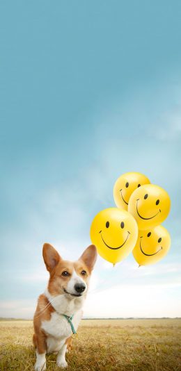 [2436x1125]草地 柯基犬 宠物狗 气球 苹果手机壁纸图片