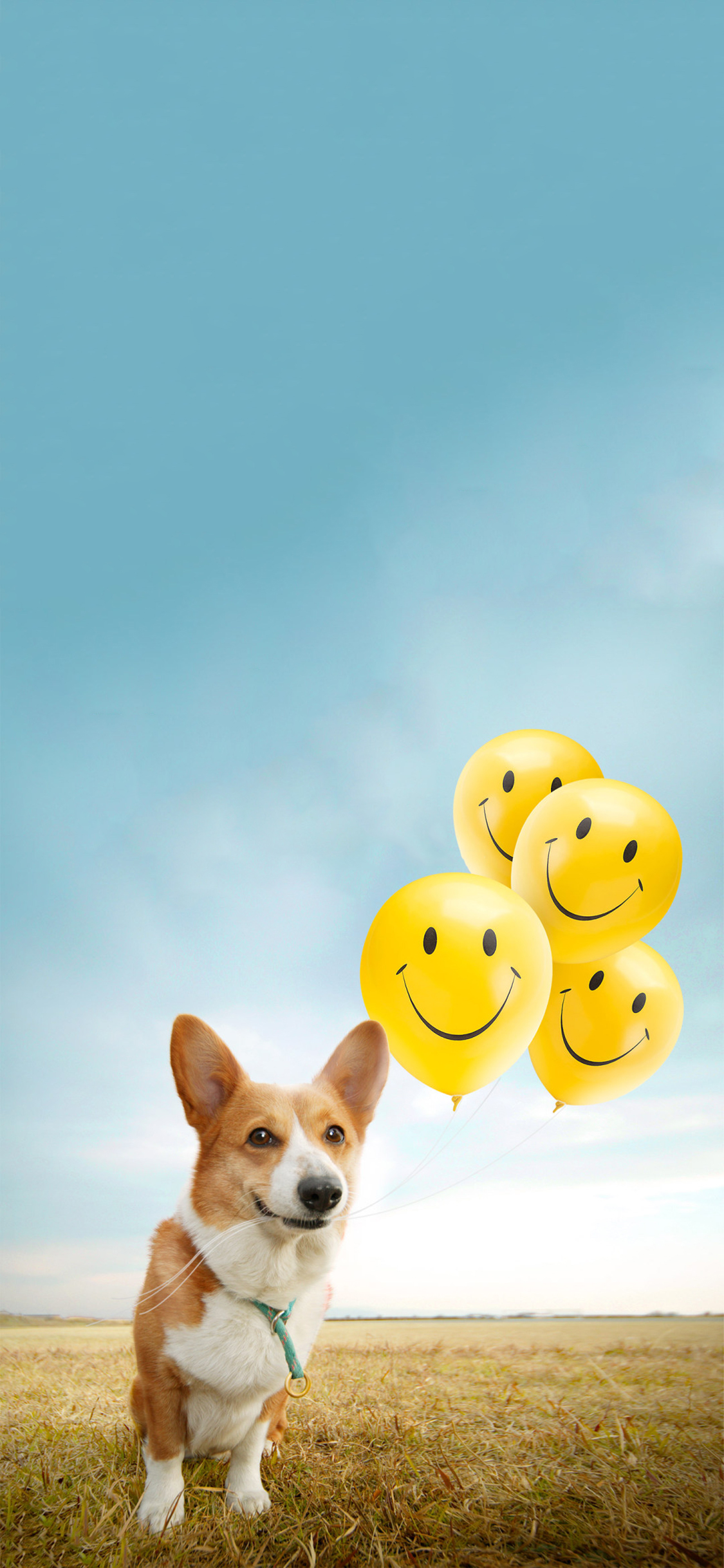 [2436×1125]草地 柯基犬 宠物狗 气球 苹果手机壁纸图片