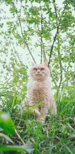 [2436x1125]草地 树林 猫咪 威严 苹果手机壁纸图片