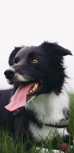 [2436x1125]草地 汪星人 苏牧犬 宠物狗 苹果手机壁纸图片