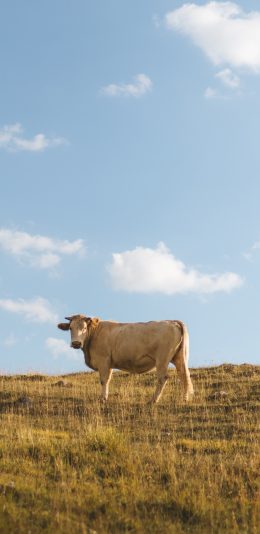 [2436x1125]草地 牛 天空  放牧 苹果手机壁纸图片