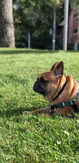 [2436x1125]草地 狗绳 斗牛  项圈 苹果手机壁纸图片