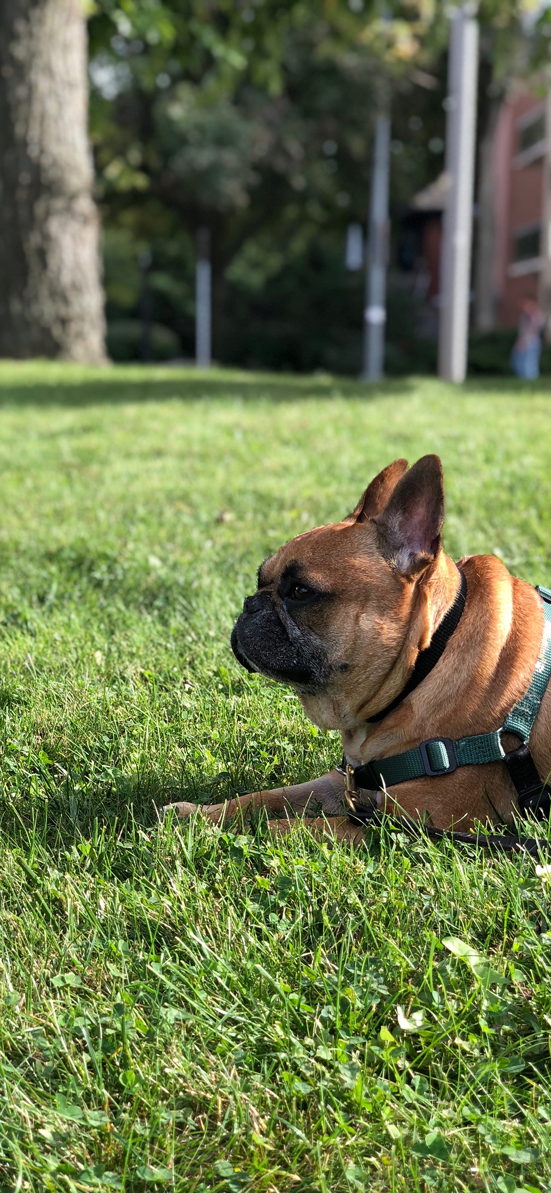 [2436×1125]草地 狗绳 斗牛  项圈 苹果手机壁纸图片
