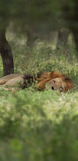 [2436x1125]草地 狮子 猛兽 休憩 苹果手机壁纸图片
