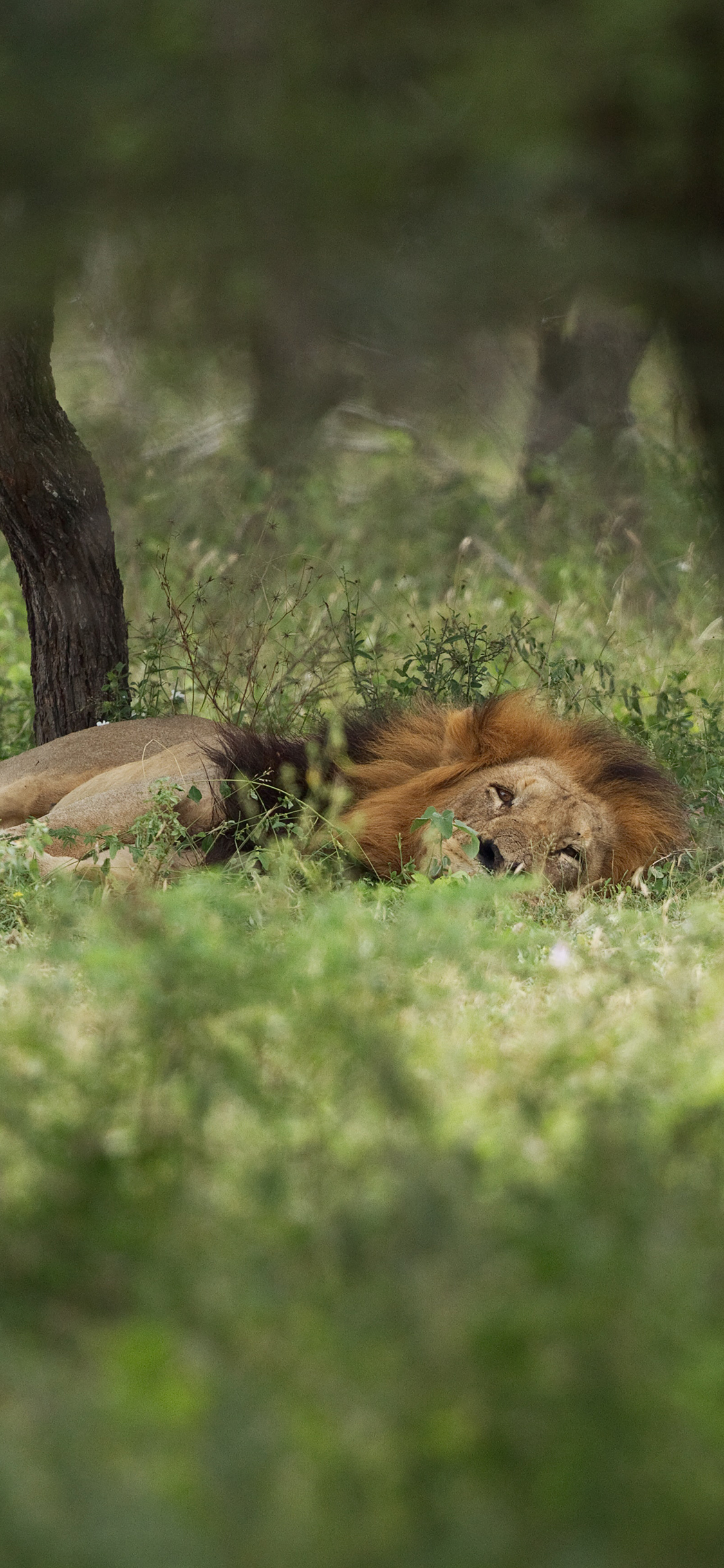 [2436×1125]草地 狮子 猛兽 休憩 苹果手机壁纸图片