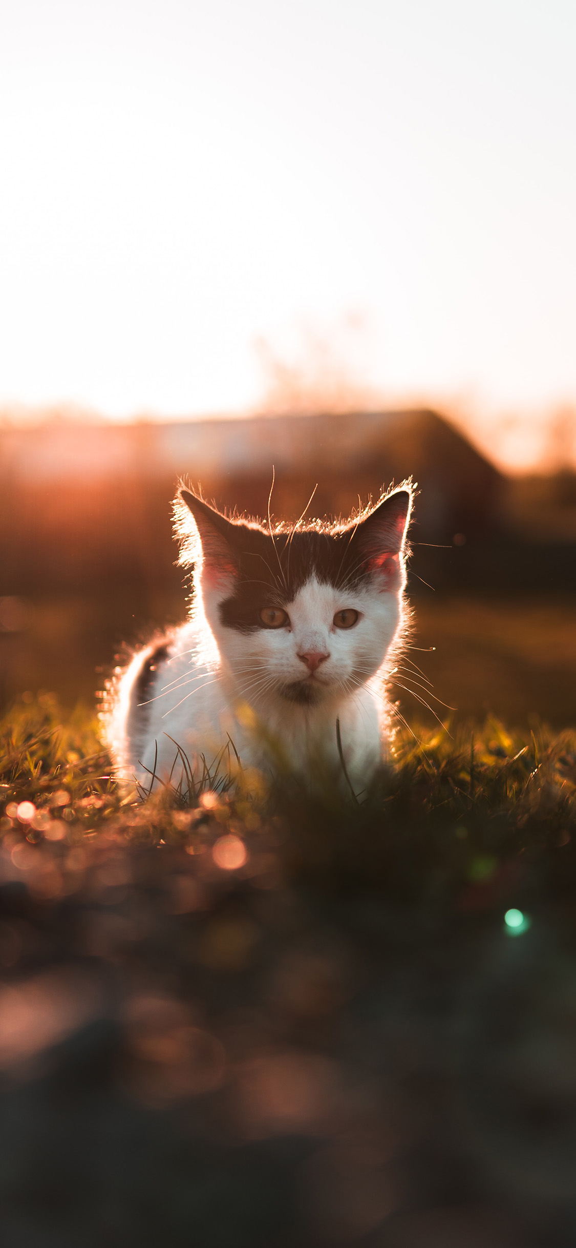 [2436×1125]草地 猫咪 喵星人 奶猫 苹果手机壁纸图片