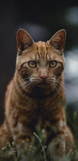 [2436x1125]草地 猫咪 橘猫 喵星人 苹果手机壁纸图片