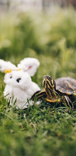 [2436x1125]草地 玩具 兔子 乌龟 苹果手机壁纸图片