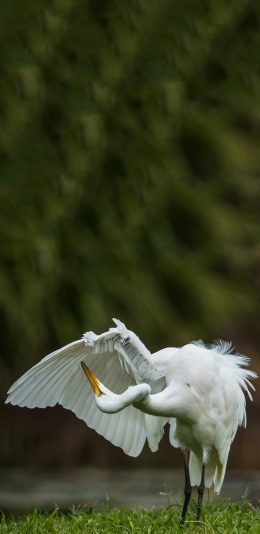 [2436x1125]草地 白鹭 黄嘴 展翅 苹果手机壁纸图片