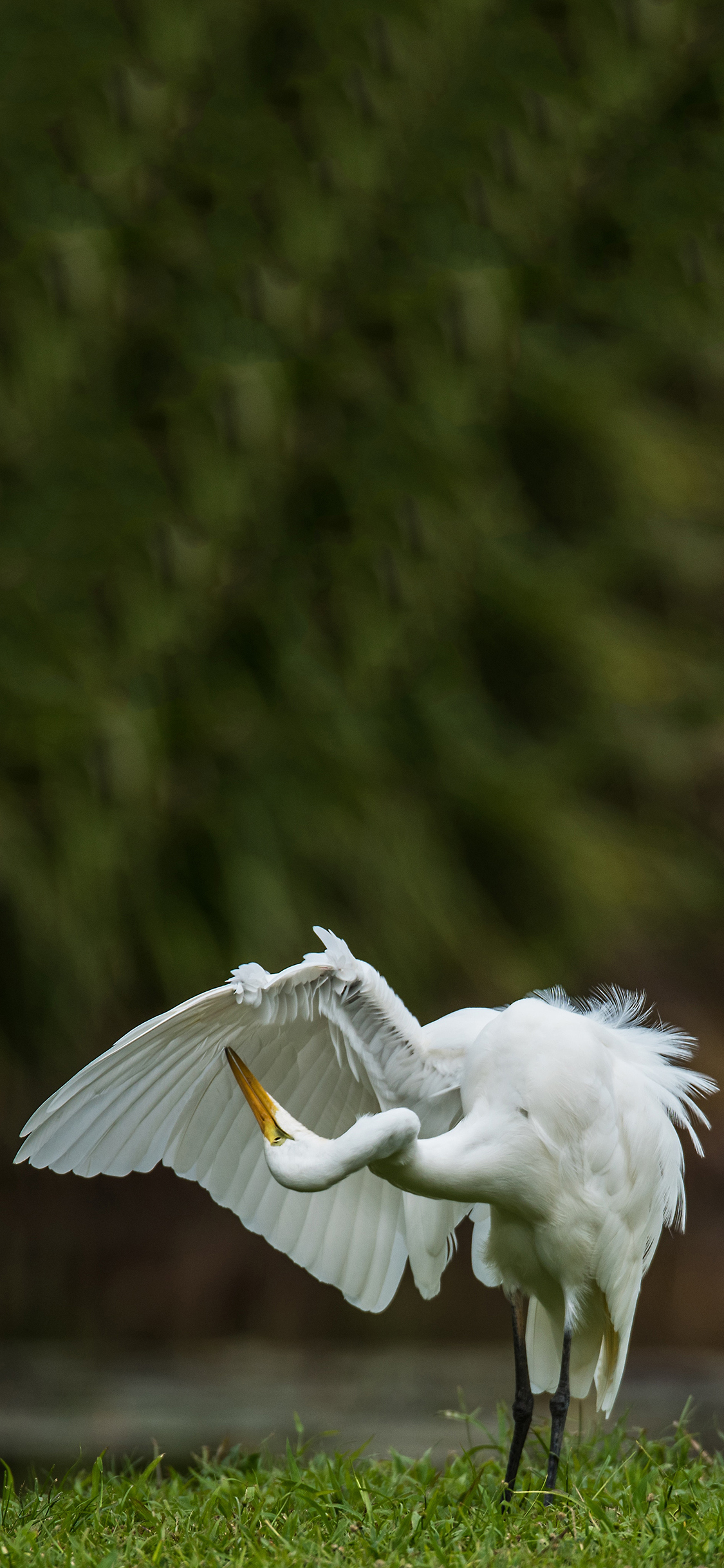 [2436×1125]草地 白鹭 黄嘴 展翅 苹果手机壁纸图片