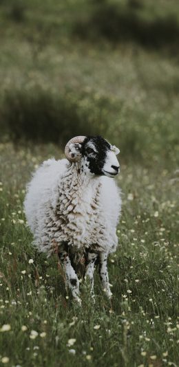 [2436x1125]草地 羊 放牧 皮毛 苹果手机壁纸图片