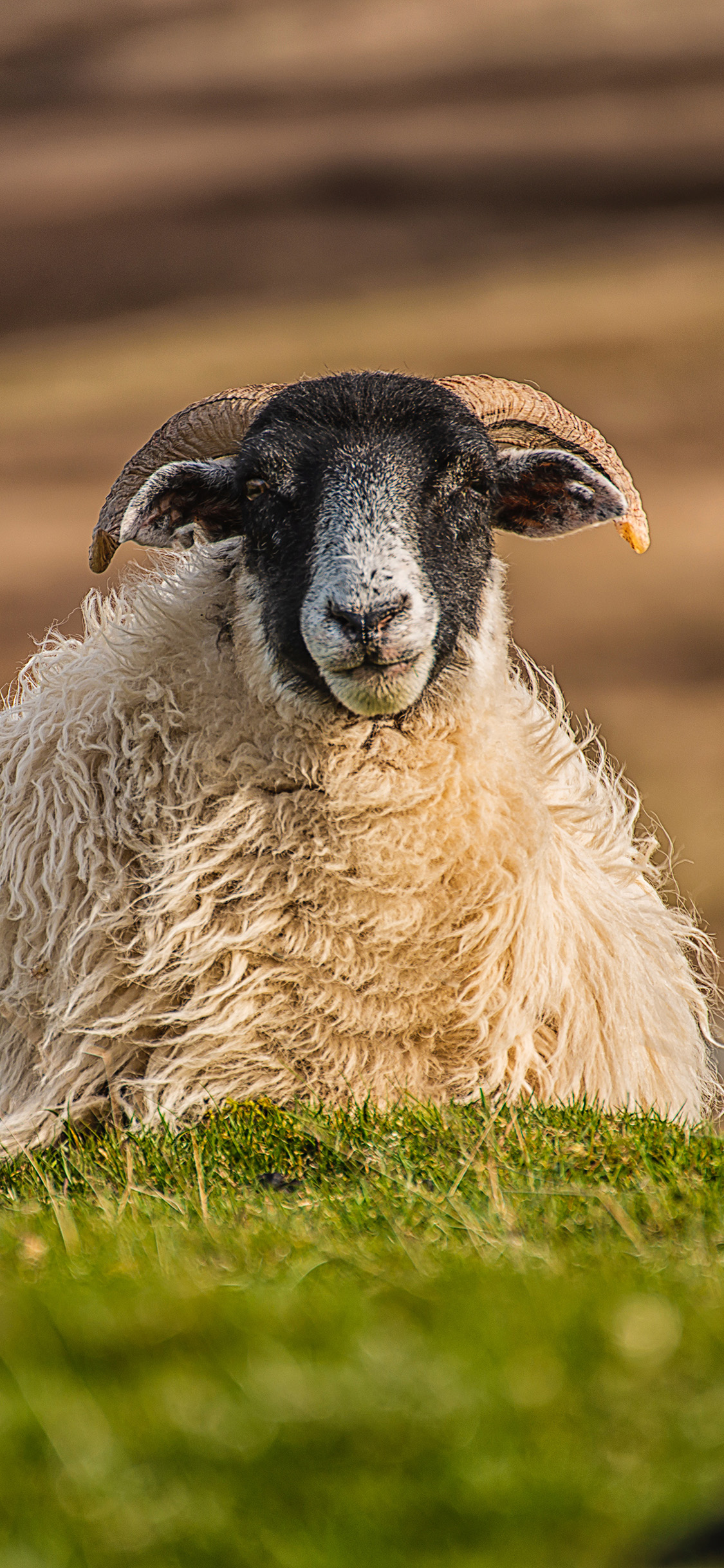 [2436×1125]草地 羊 黑脸 羊羔 苹果手机壁纸图片