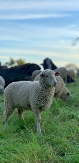 [2436x1125]草地 羊群 牲畜 畜牧 苹果手机壁纸图片