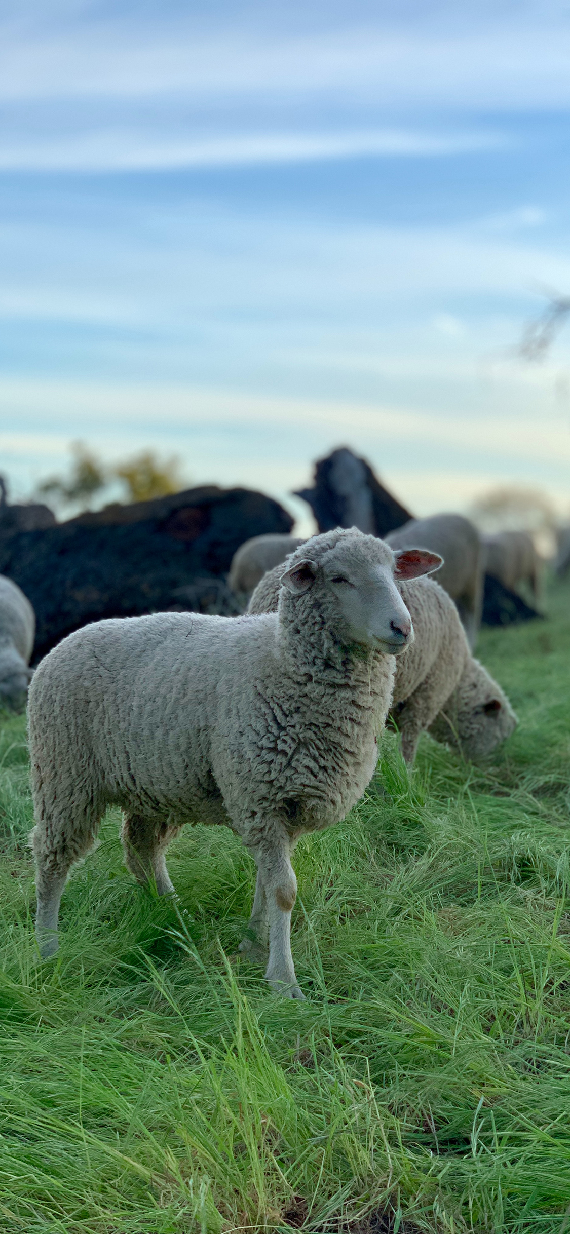 [2436×1125]草地 羊群 牲畜 畜牧 苹果手机壁纸图片