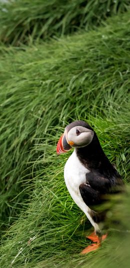 [2436x1125]草地 茂密 北极海鹦 站立 苹果手机壁纸图片