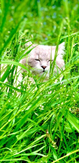 [2436x1125]草地 草丛 宠物 猫咪 休憩 眯眼 苹果手机壁纸图片