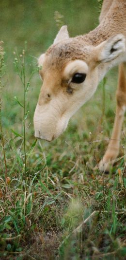 [2436x1125]草地 野生动物 鹿科 食草 苹果手机壁纸图片