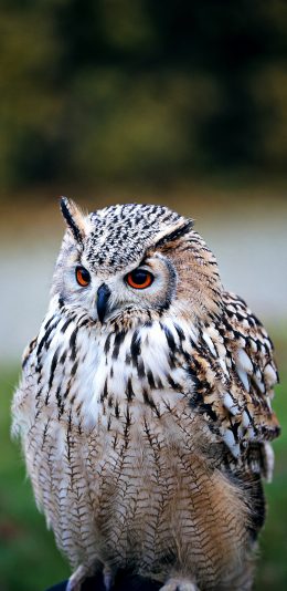 [2436x1125]草地 飞鸟 猫头鹰 栖息 苹果手机壁纸图片