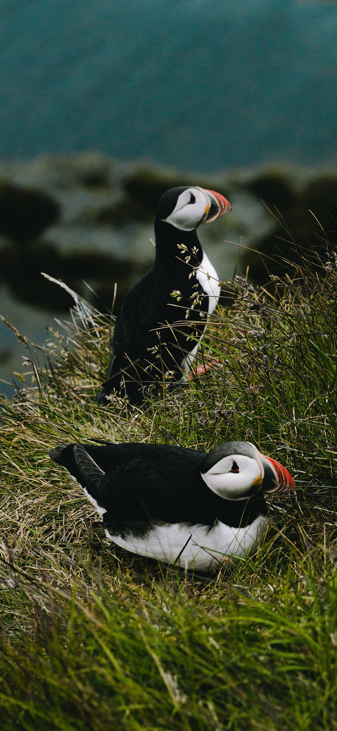 [2436×1125]草地 鸟类 飞鸟 北极海鹦 苹果手机壁纸图片
