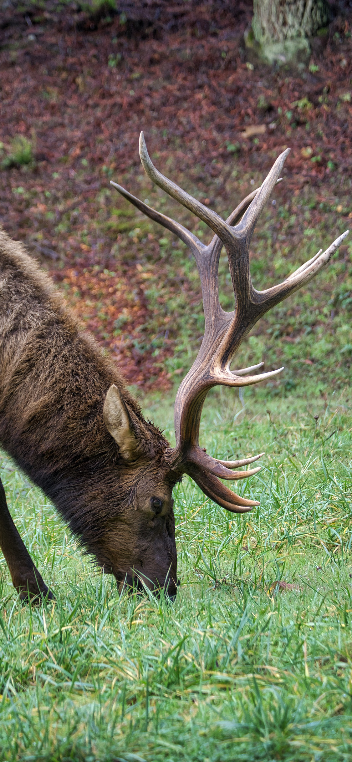 [2436×1125]草地 鹿角 公鹿 野外 苹果手机壁纸图片