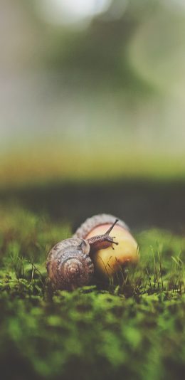 [2436x1125]草坪 小蜗牛 榛子 爬行 苹果手机壁纸图片