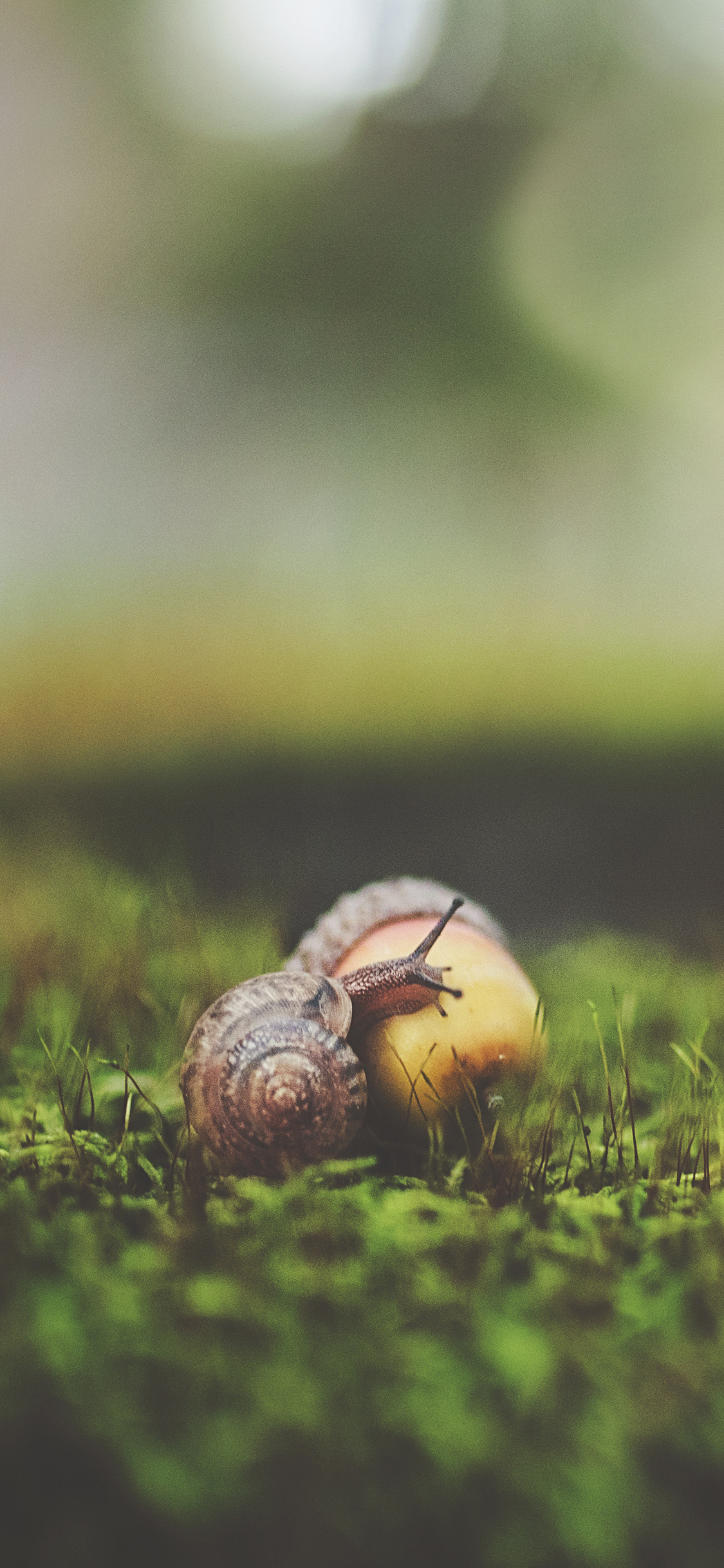 [2436×1125]草坪 小蜗牛 榛子 爬行 苹果手机壁纸图片