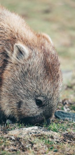 [2436x1125]草坪 龙猫 鼠类 皮毛 苹果手机壁纸图片