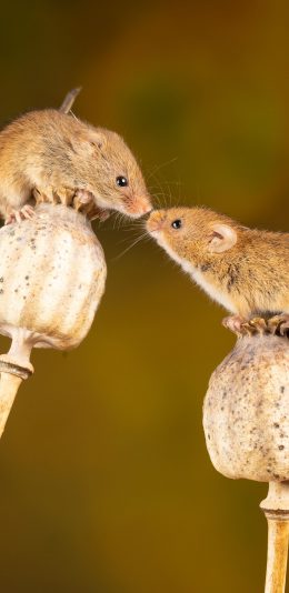 [2436x1125]草本 植物 罂粟 老鼠 苹果手机壁纸图片