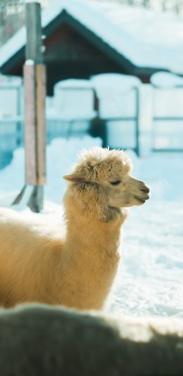 [2436x1125]草泥马 羊驼 养殖 苹果手机壁纸图片